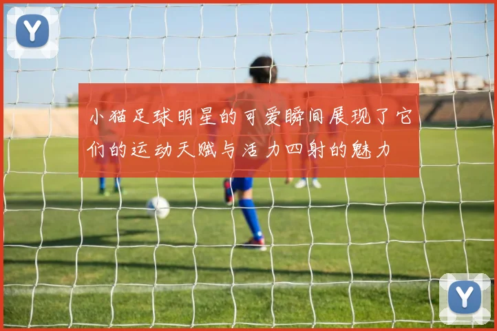 小猫足球明星的可爱瞬间展现了它们的运动天赋与活力四射的魅力